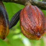 National Cocoa Rehabilitation Programme in limbo – Farmers tell GARDJA