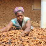 Cocoa Processing Companies Scored on the Ethics and Sustainability of their Business Models