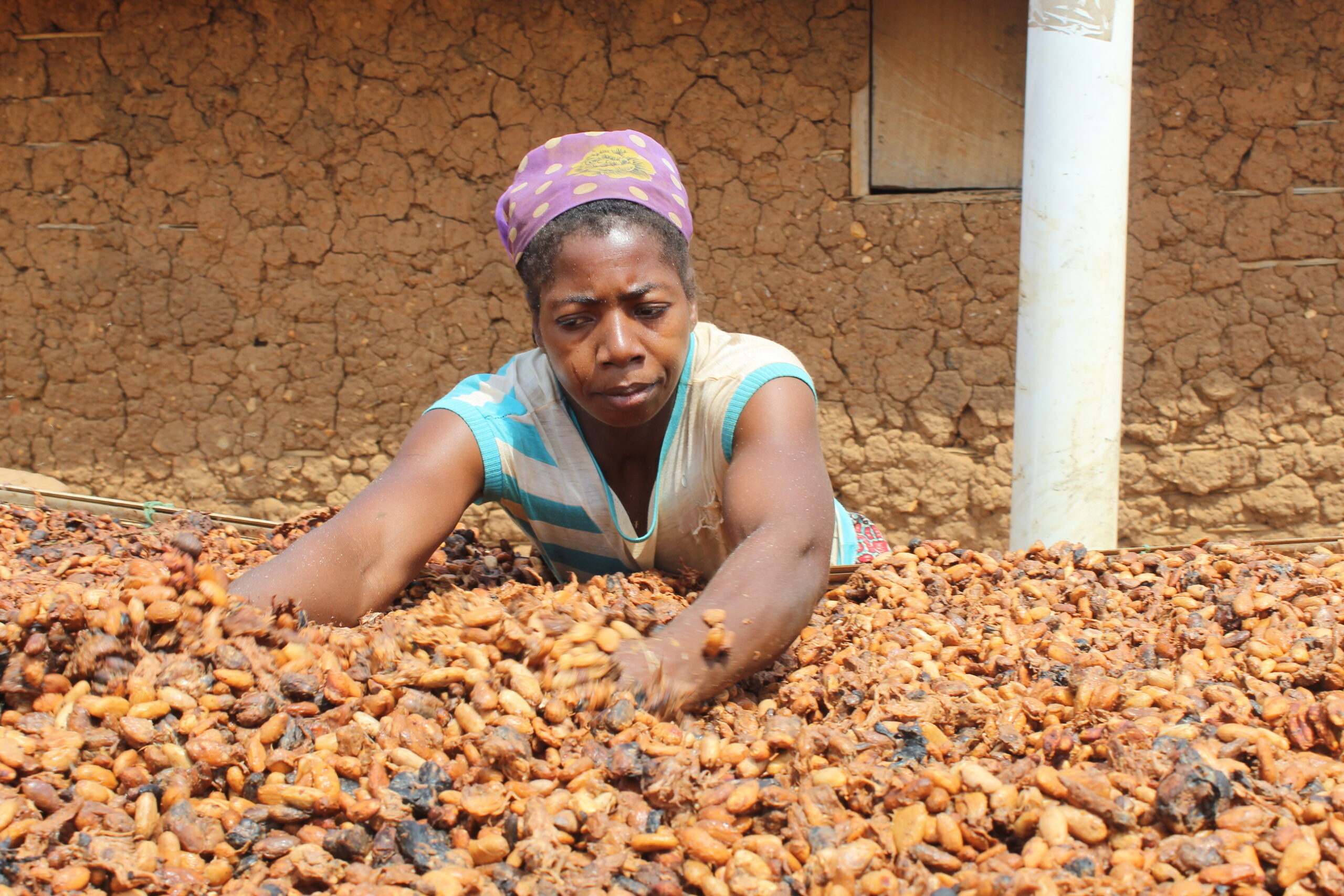 Read more about the article Ghana Civil-society Cocoa Platform calls for 15-20% increment on the farm-gate price of cocoa