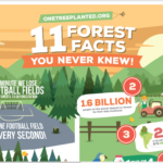 11 FACTS YOU NEED TO KNOW ABOUT FOREST