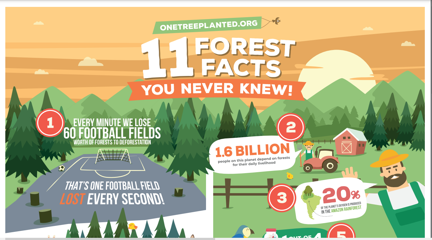 Read more about the article 11 Facts You Need to Know about Forest